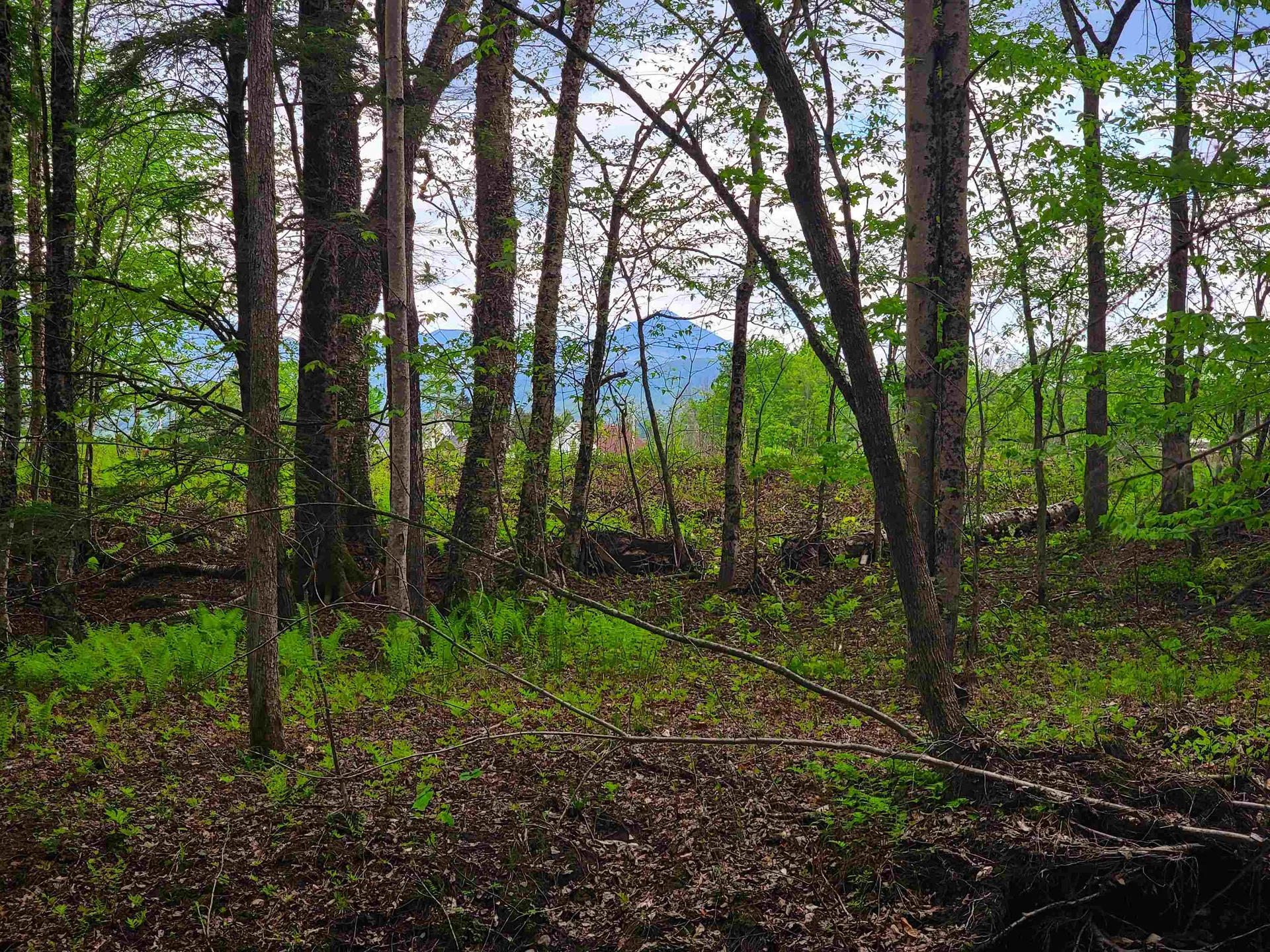 167 High Meadow Road Stowe VT 05672