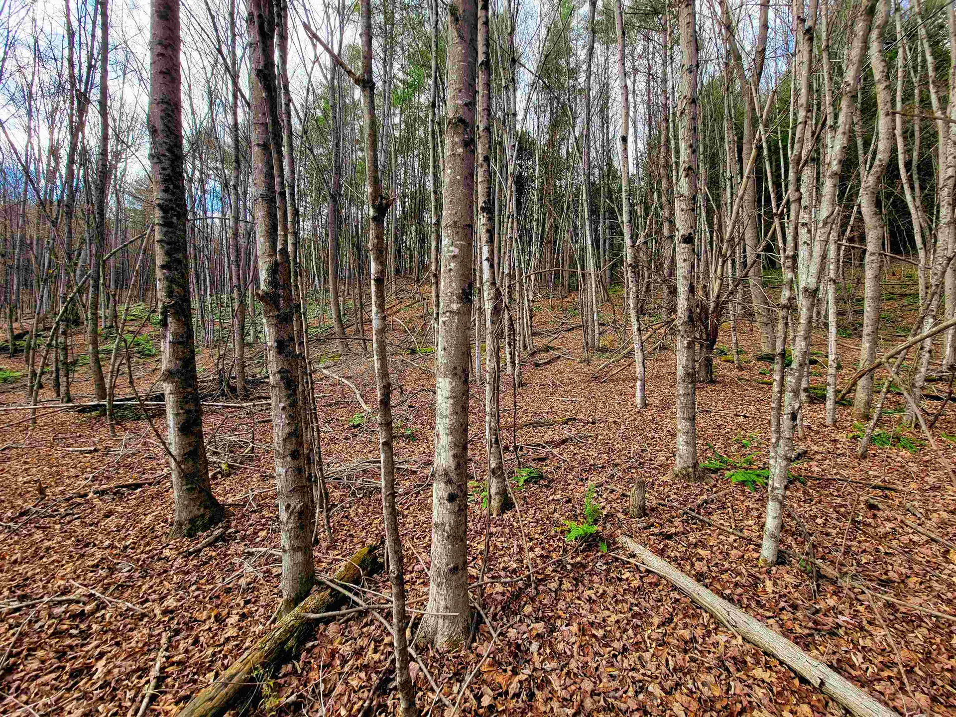 566 Community Drive Randolph VT 05061