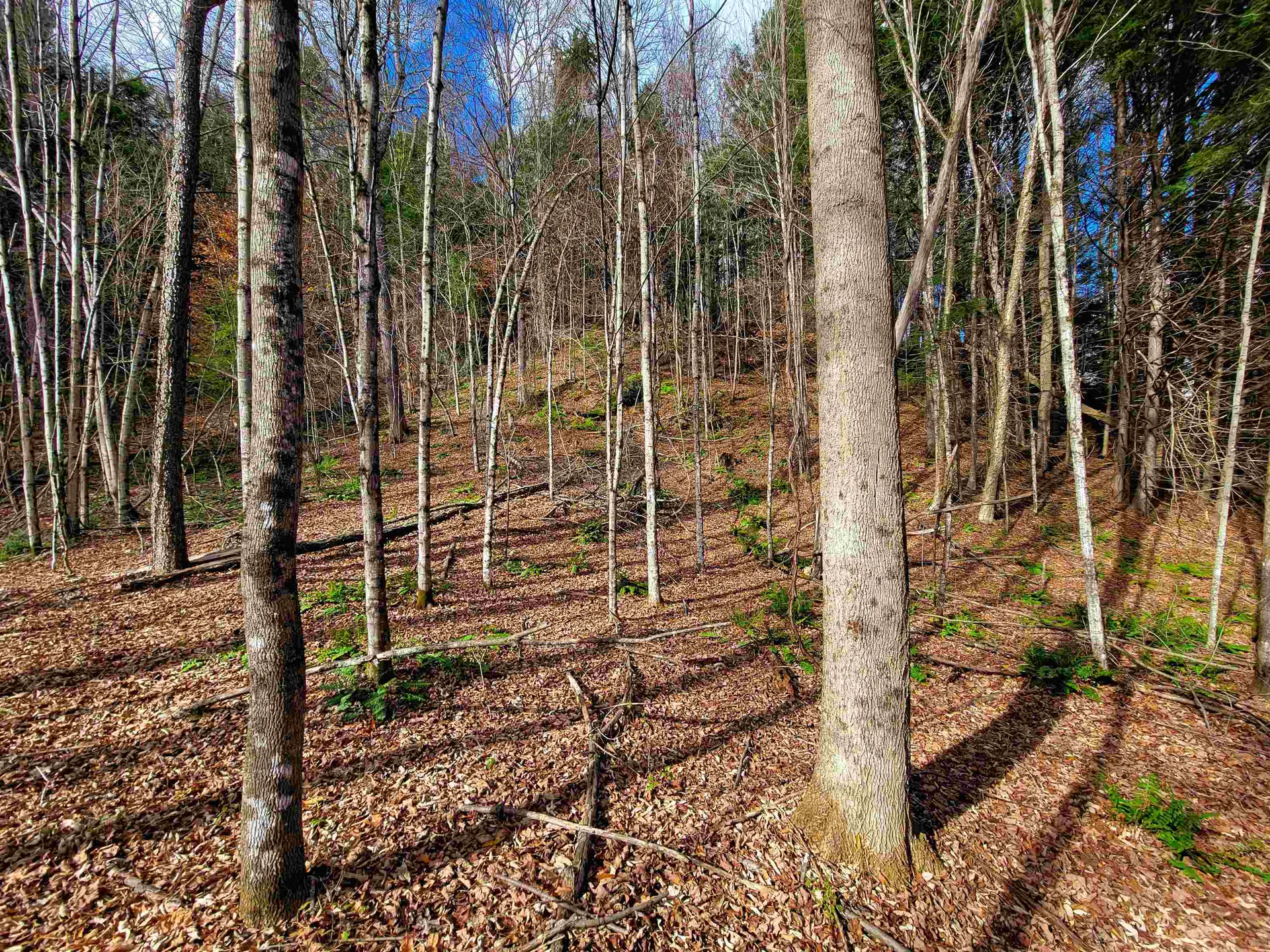 566 Community Drive Randolph VT 05061