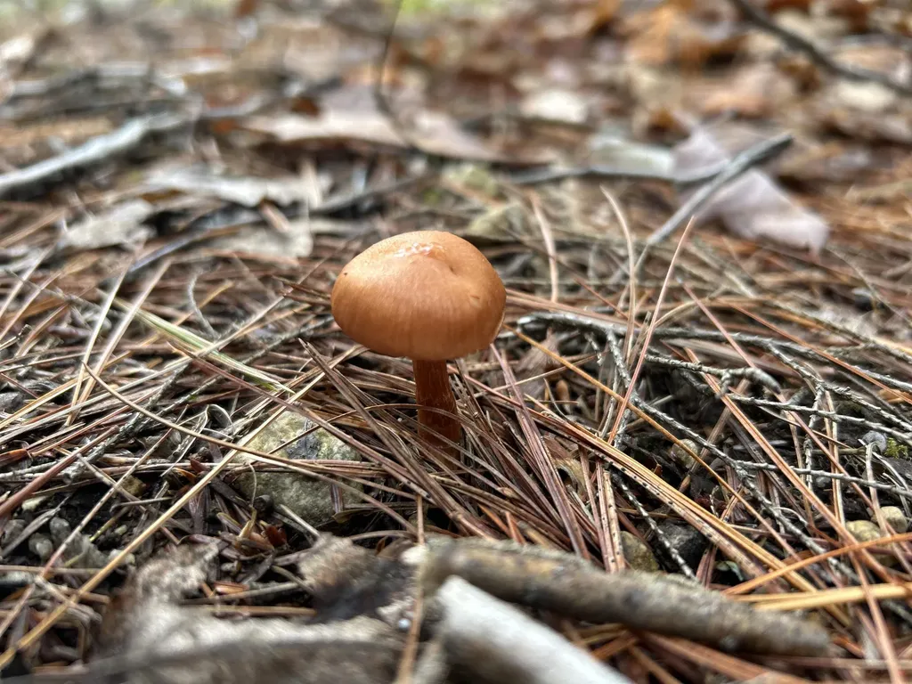 0 Pound Road Sutton NH 03221