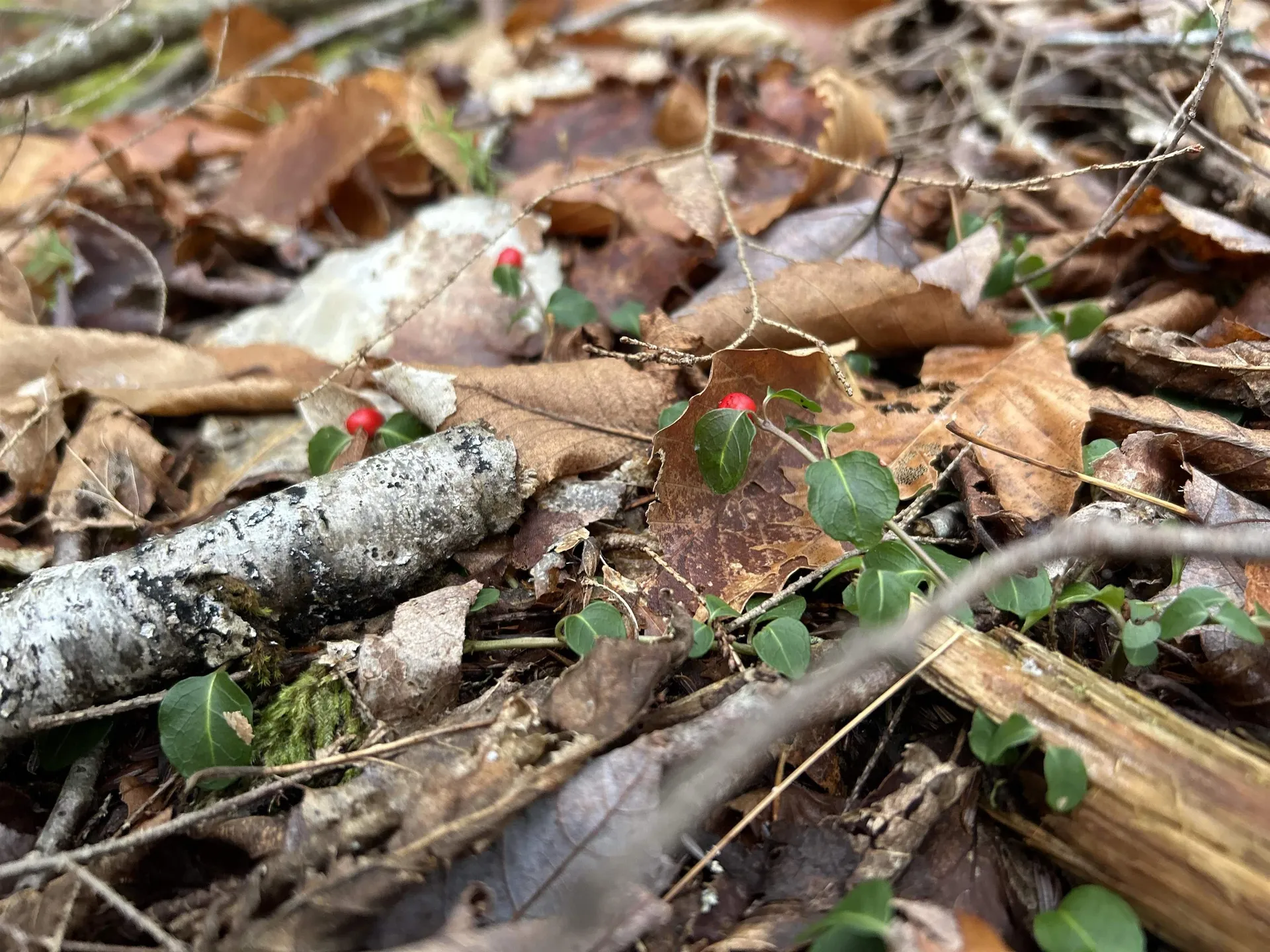 0 Pound Road Sutton NH 03221