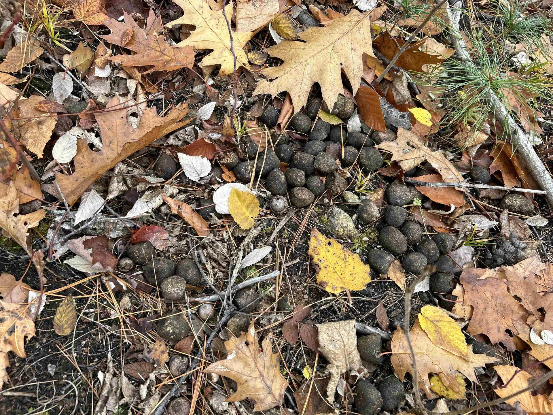 0 Pound Road Sutton NH 03221
