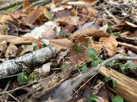 0 Pound Road Sutton NH 03221