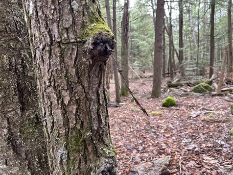 0 Pound Road Sutton NH 03221