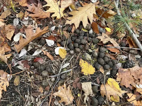 0 Pound Road Sutton NH 03221