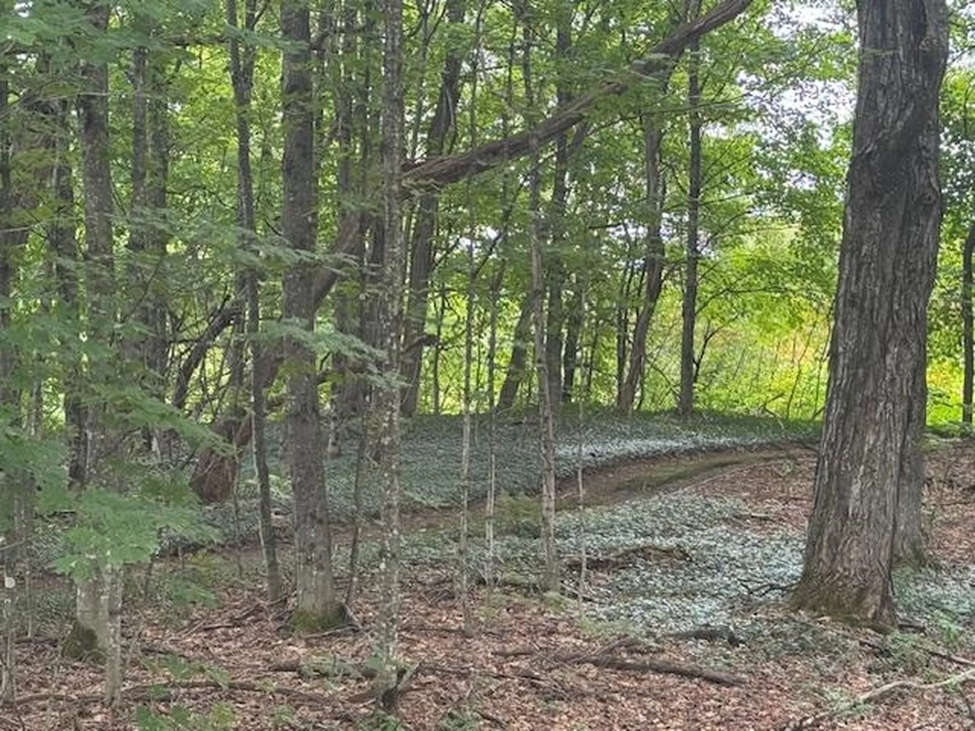 190 Upper Edsall Road Greensboro VT 05841