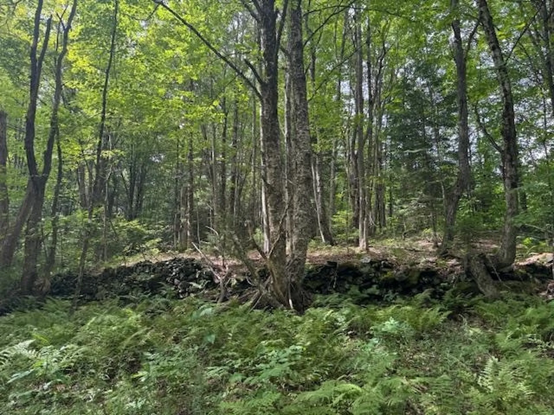 190 Upper Edsall Road Greensboro VT 05841