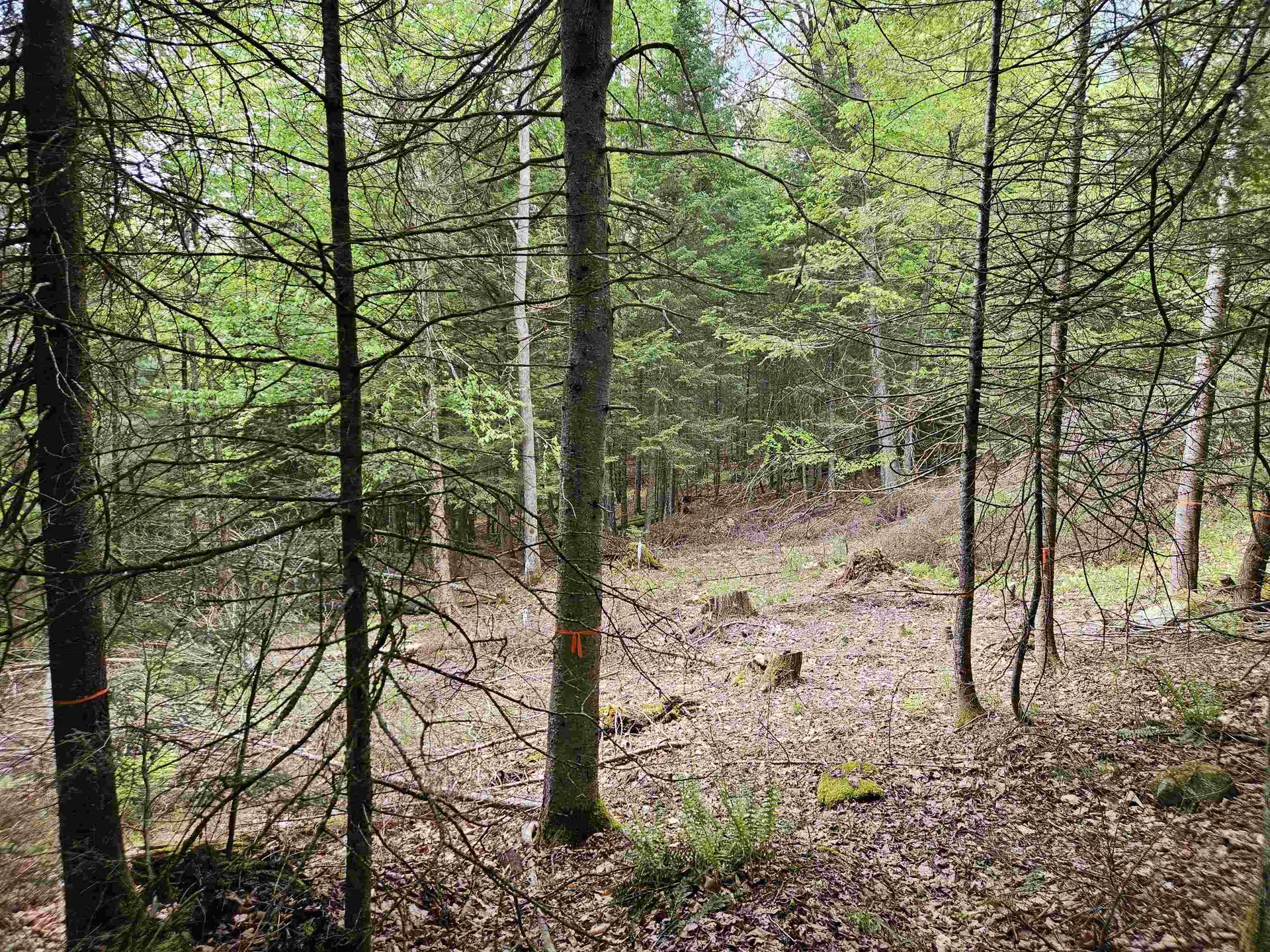 35 Langway Road Lyman NH 03585