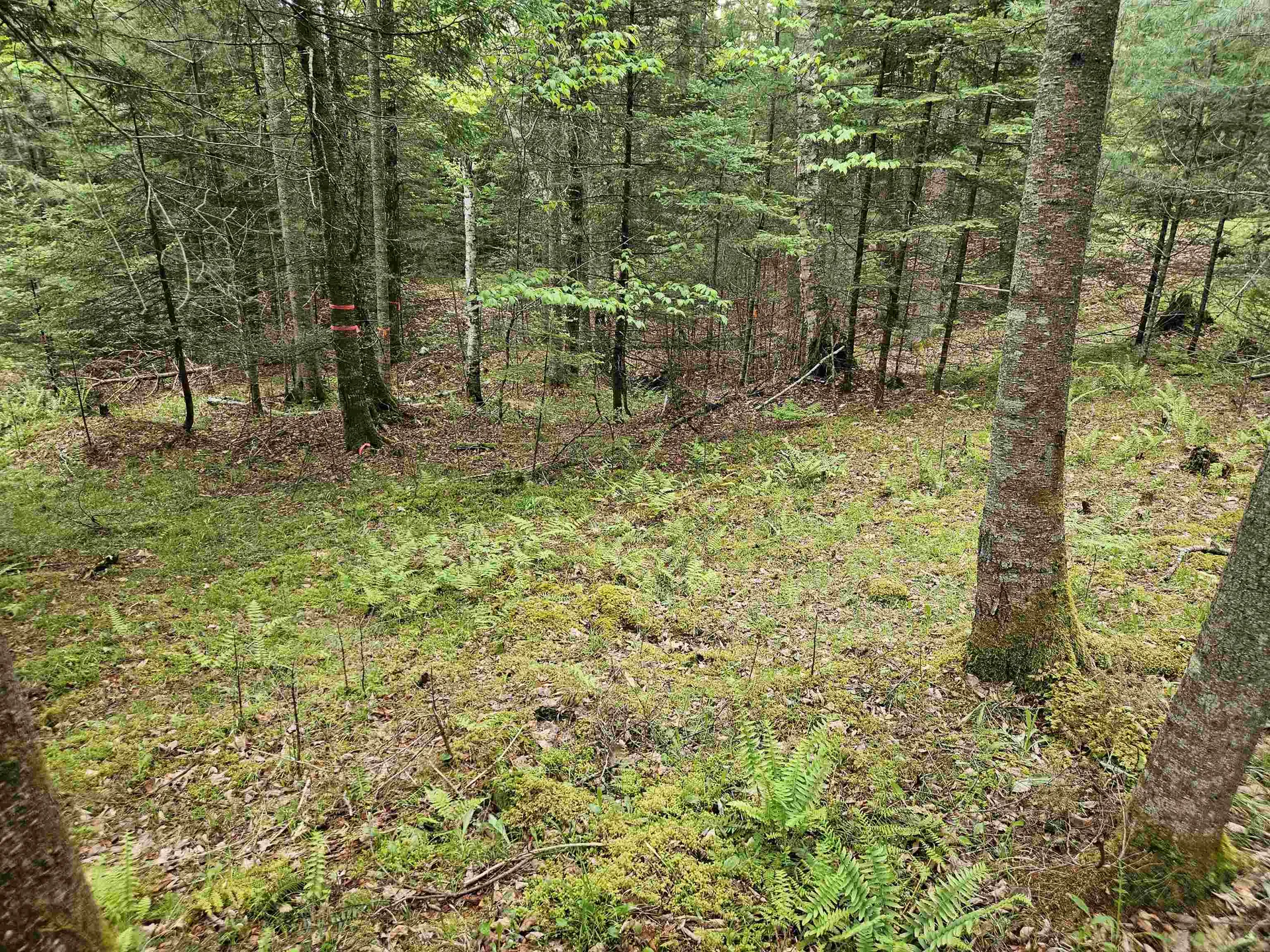 35 Langway Road Lyman NH 03585