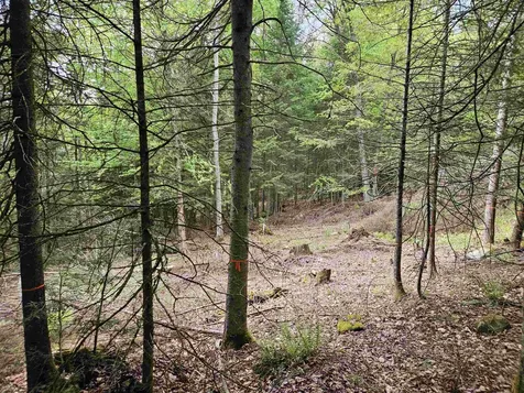 35 Langway Road Lyman NH 03585