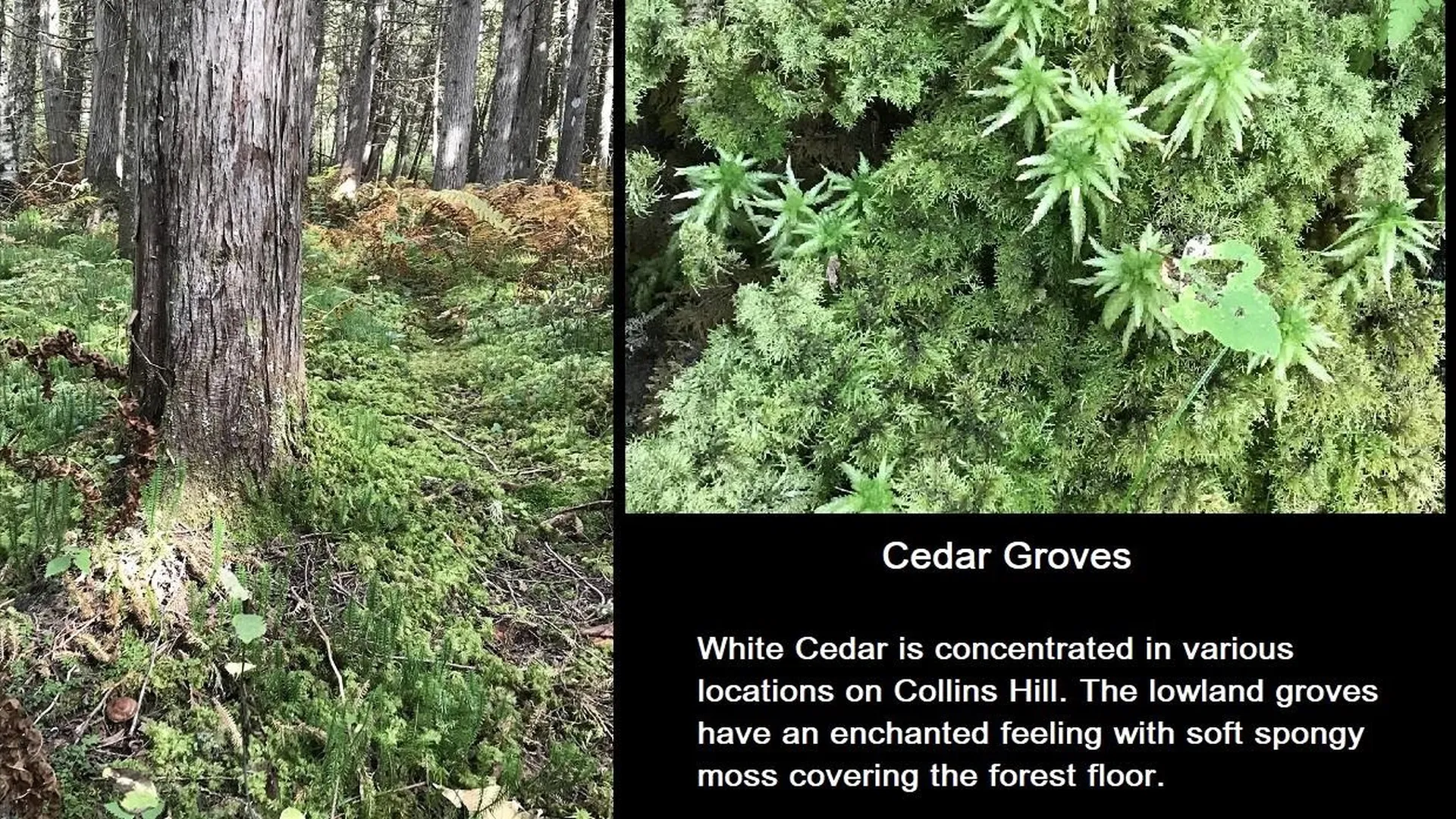 92 Bishop Brook Road Stewartstown NH 03576