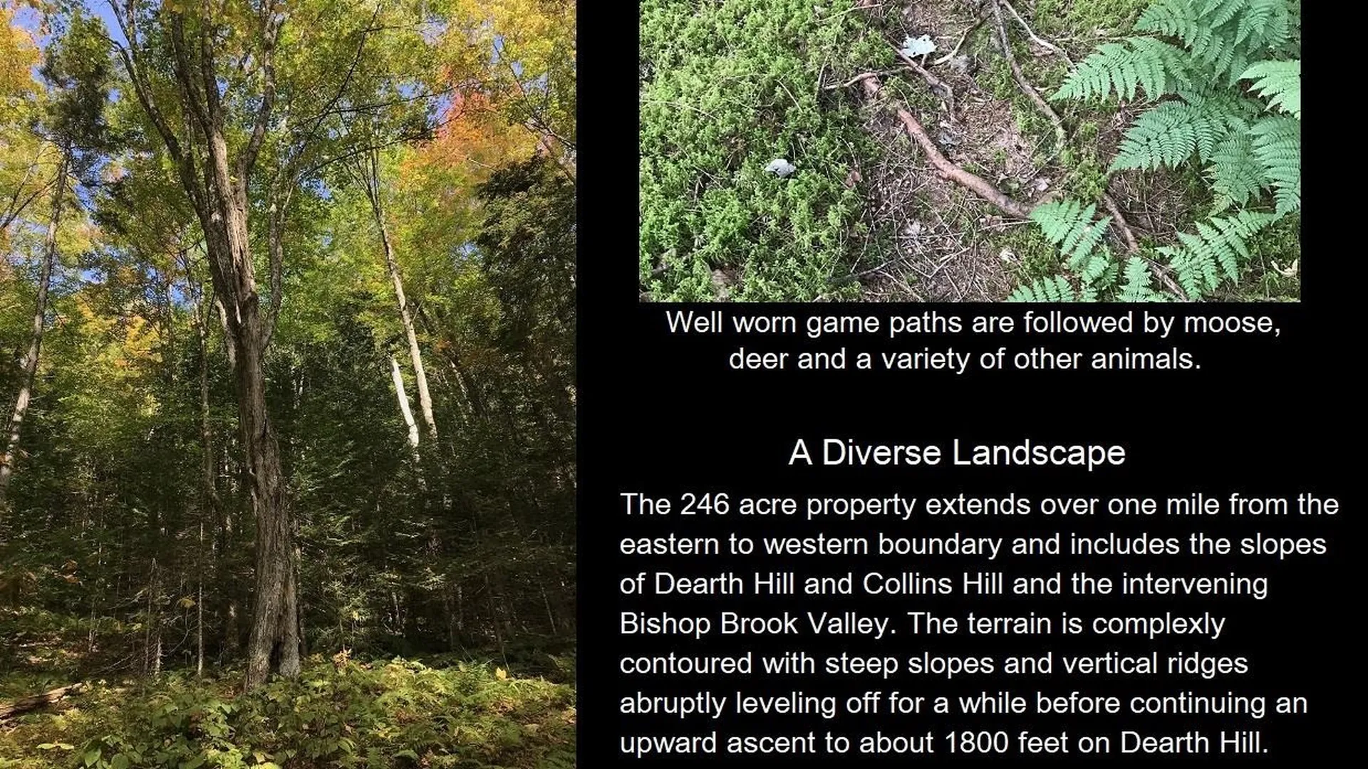 92 Bishop Brook Road Stewartstown NH 03576