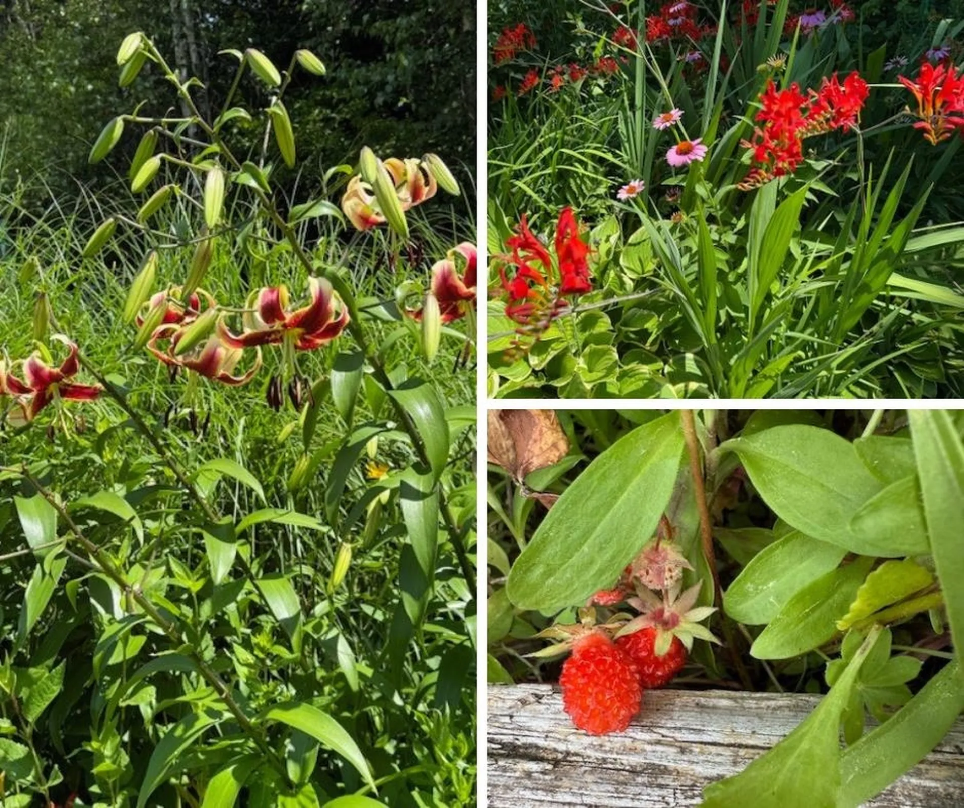 255 Mud Pond Road Williston VT 05495