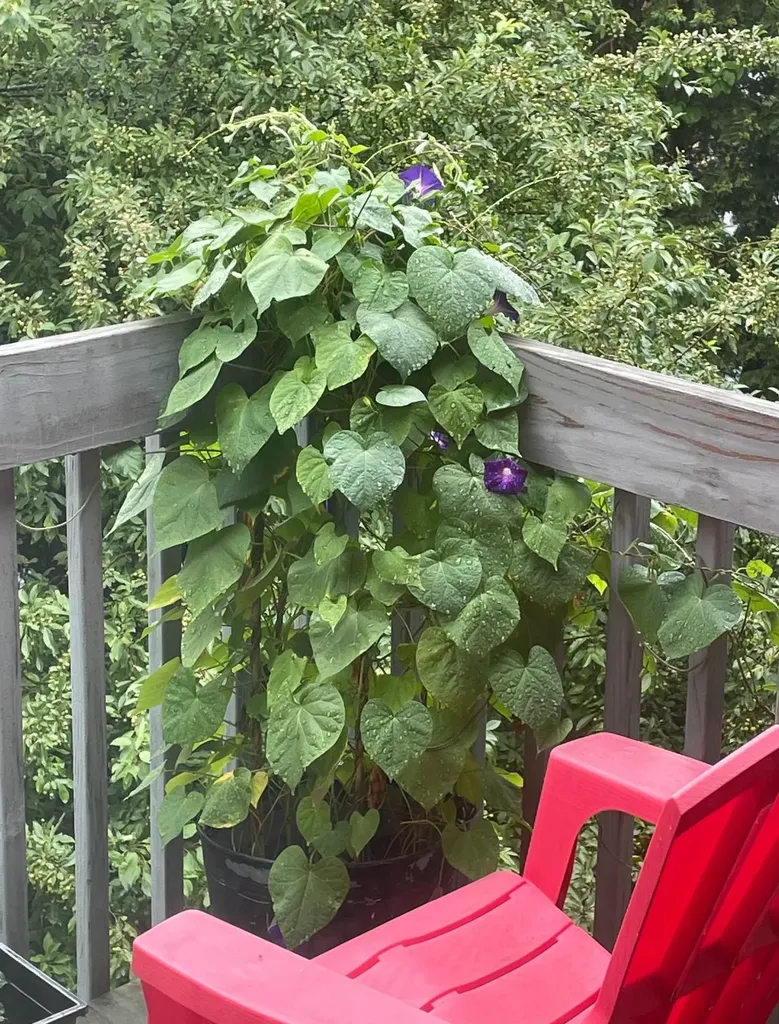 5 Tsienneto Road Derry NH 03038