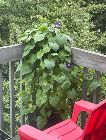 5 Tsienneto Road Derry NH 03038