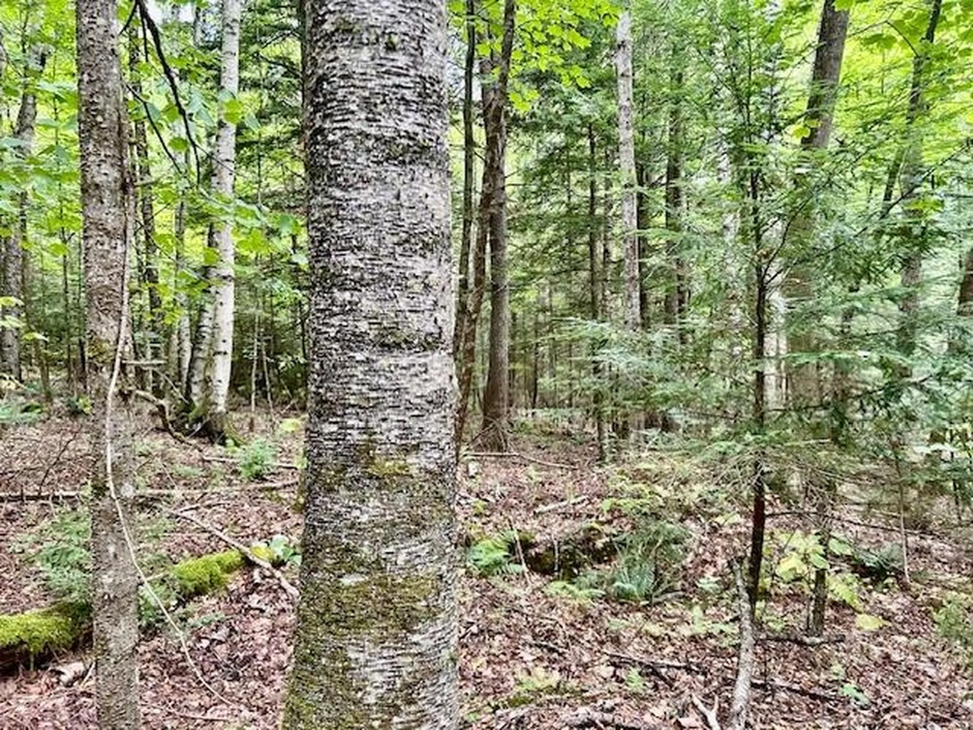 Bradley Hill Road Haverhill NH 03785