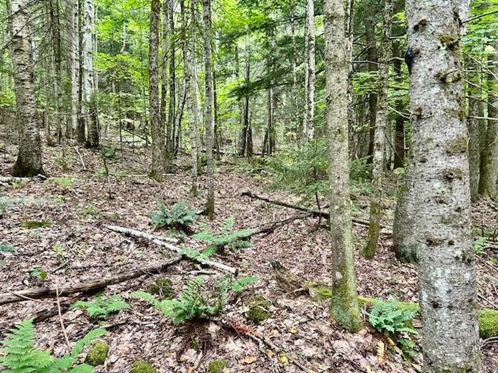 Bradley Hill Road Haverhill NH 03785