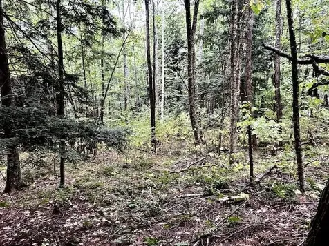 Bradley Hill Road Haverhill NH 03785