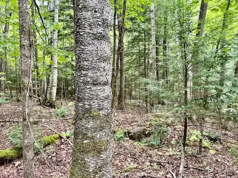 Bradley Hill Road Haverhill NH 03785