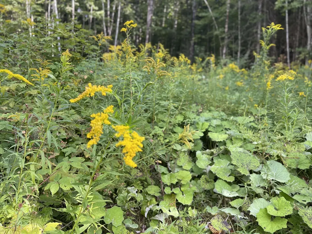 00 Dog Wood Lane Lyndon VT 05851