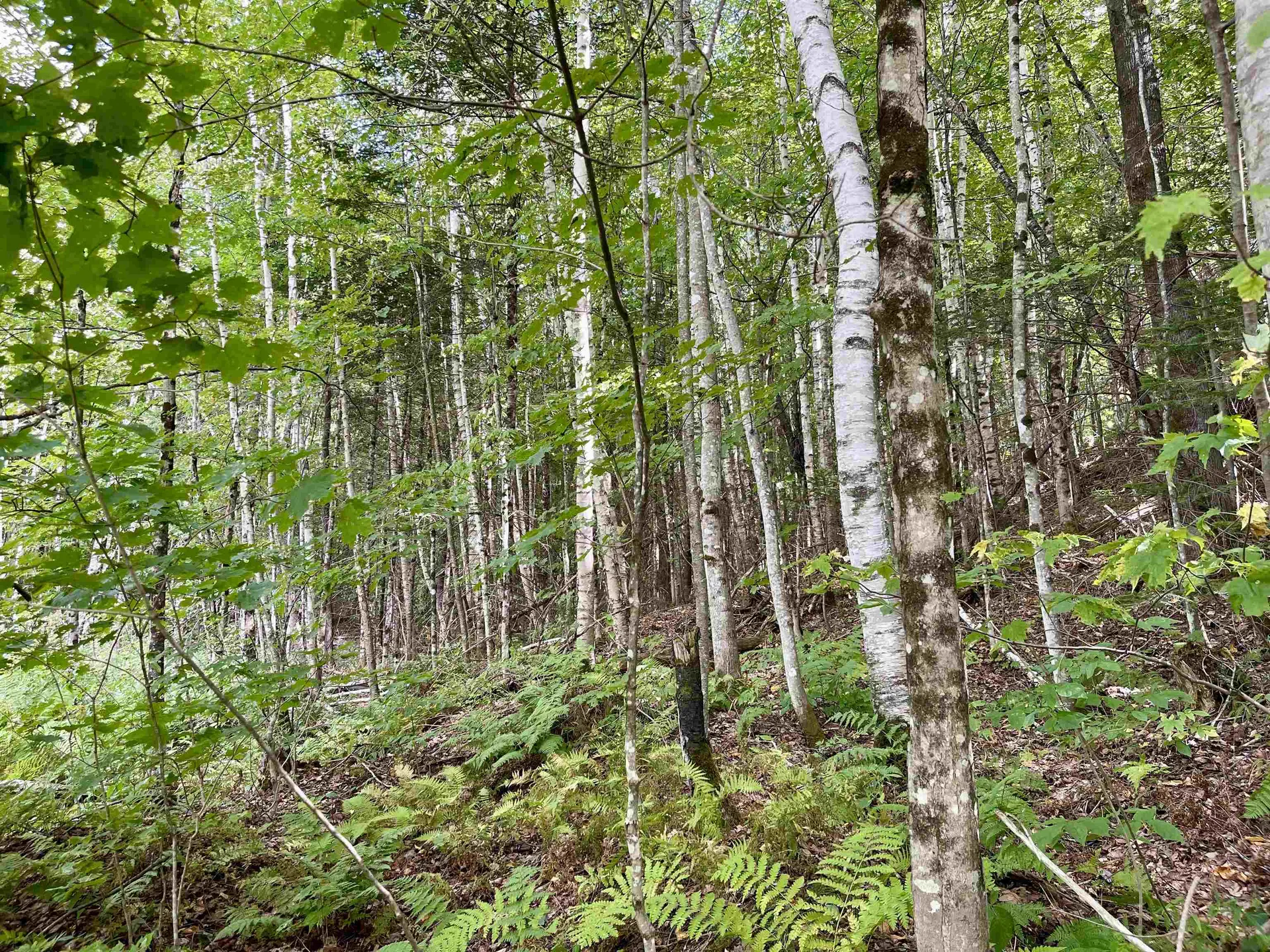 00 Dog Wood Lane Lyndon VT 05851