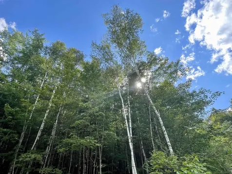 00 Dog Wood Lane Lyndon VT 05851