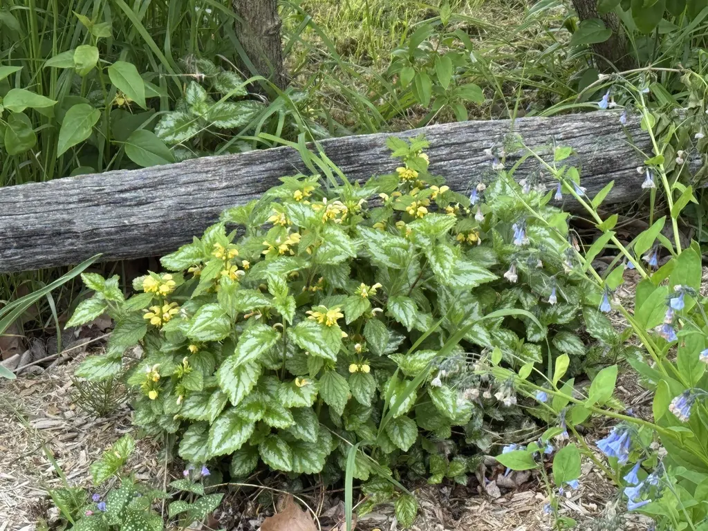 4351 Crown Point Road Bridport VT 05734