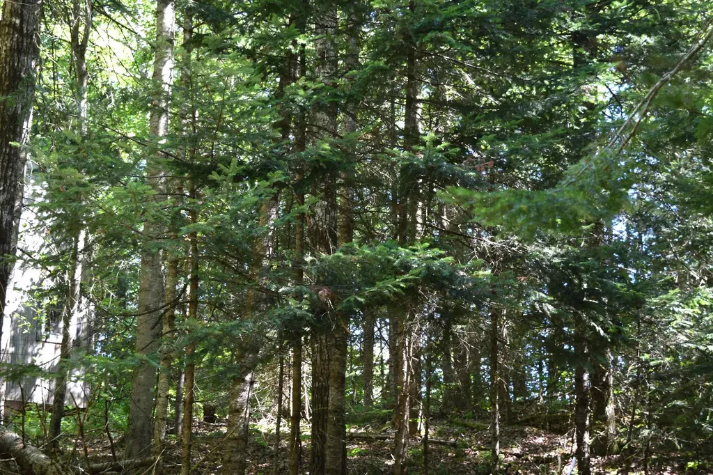 154 Moose Trail Road Bethlehem NH 03574