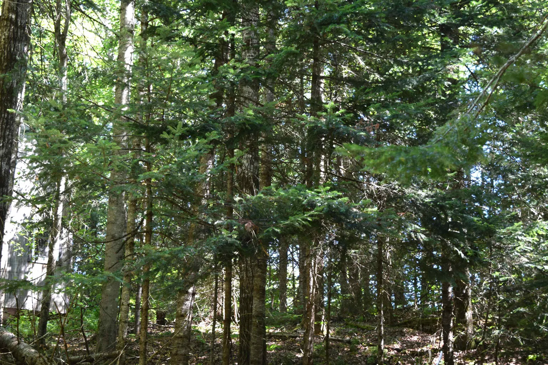 154 Moose Trail Road Bethlehem NH 03574