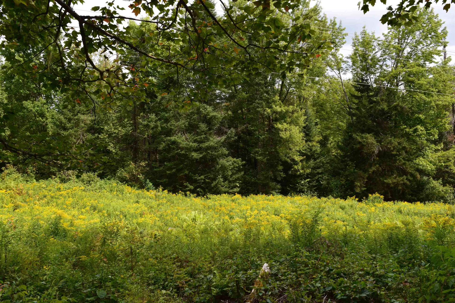 154 Moose Trail Road Bethlehem NH 03574