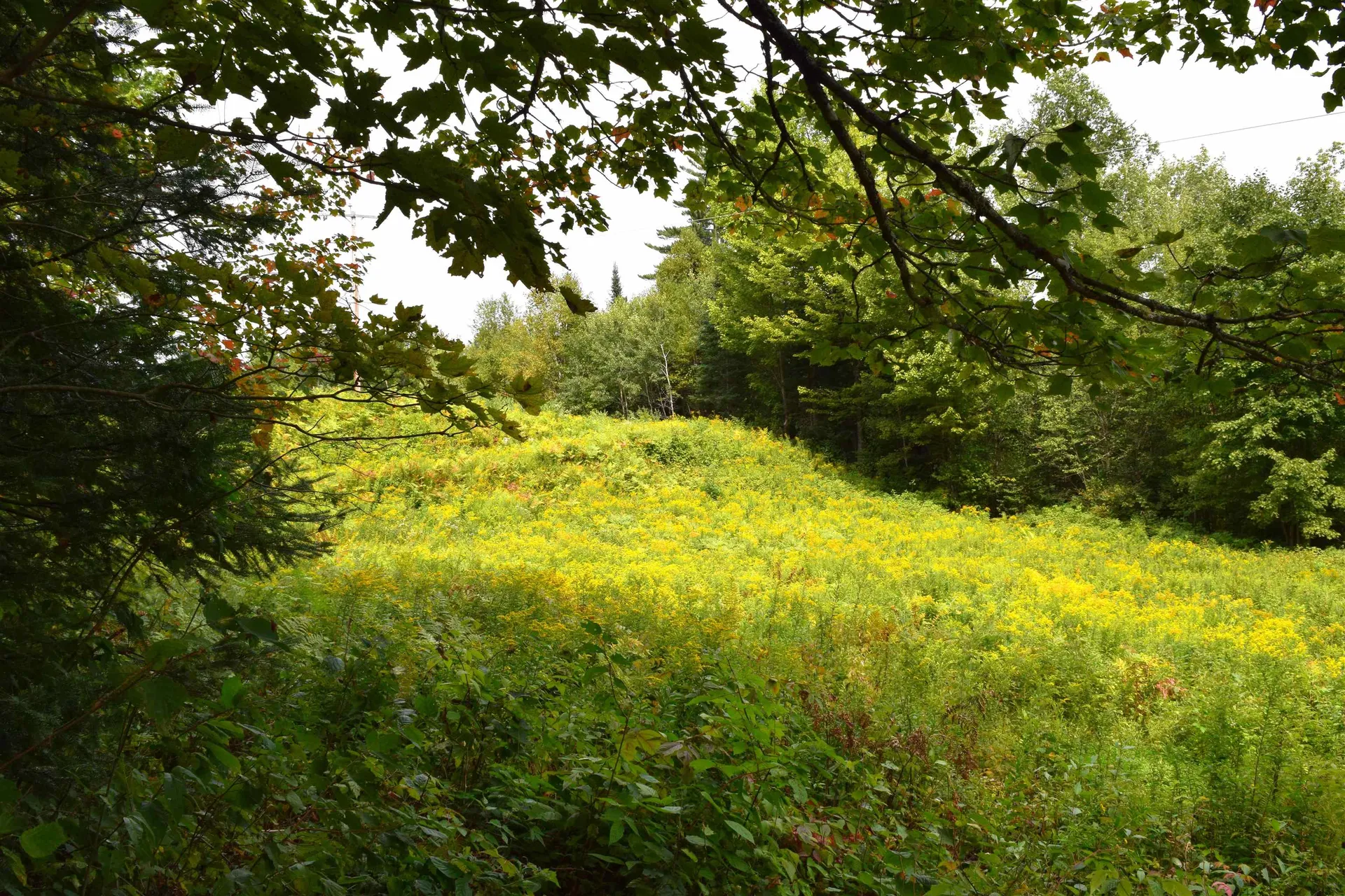 154 Moose Trail Road Bethlehem NH 03574