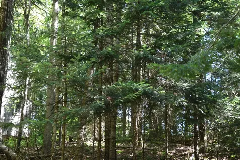 154 Moose Trail Road Bethlehem NH 03574