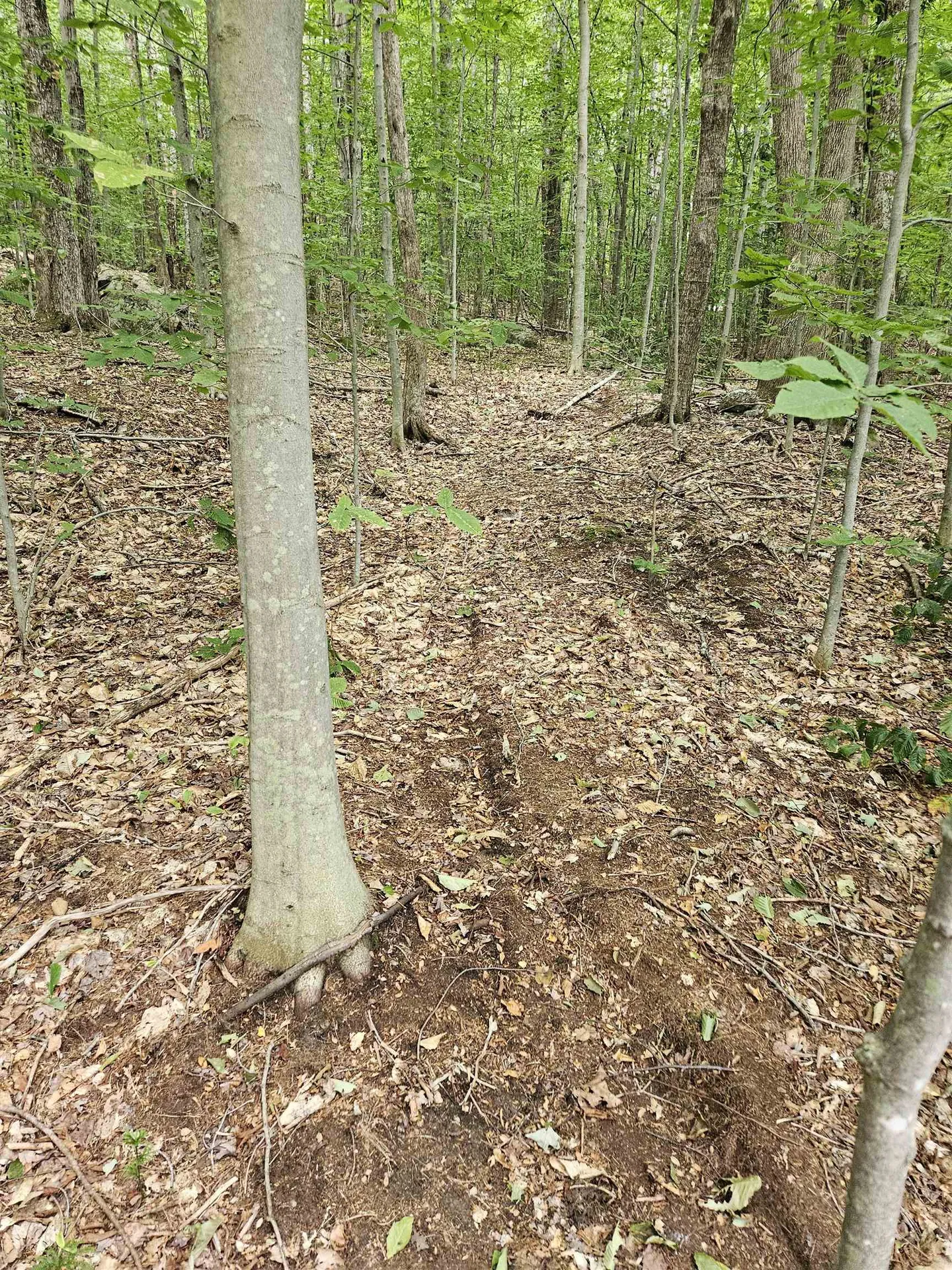 284 Ossipee Mountain Road Moultonborough NH 03254