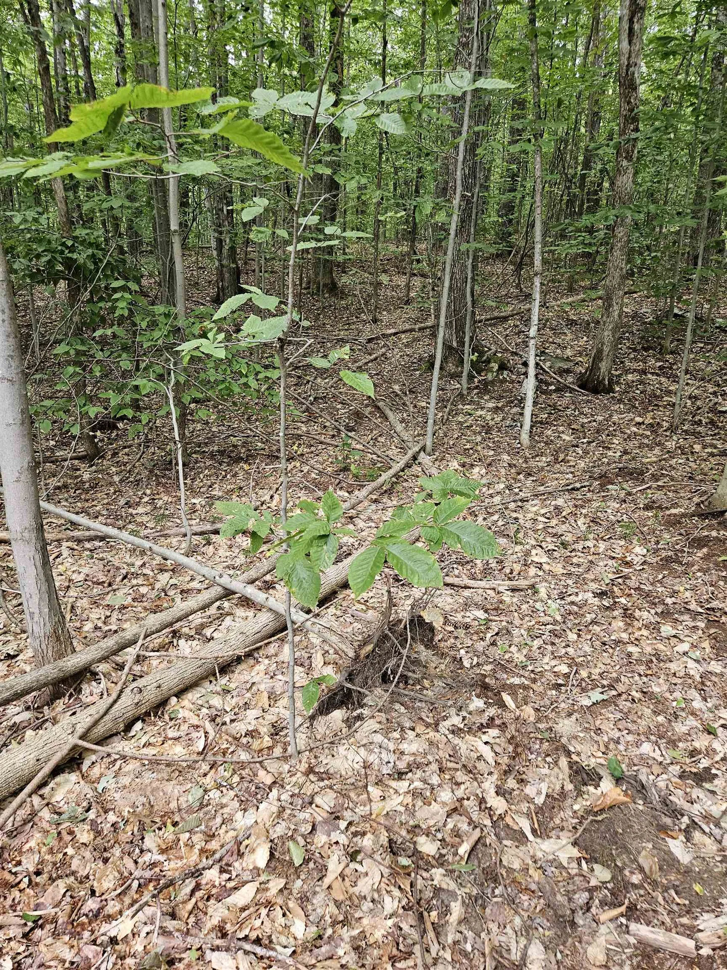 284 Ossipee Mountain Road Moultonborough NH 03254