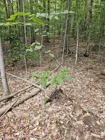 284 Ossipee Mountain Road Moultonborough NH 03254