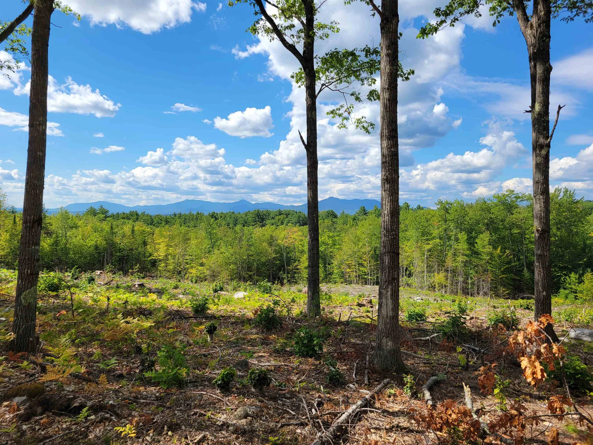 238-1-1.2 Maple Grove Road Madison NH 03849