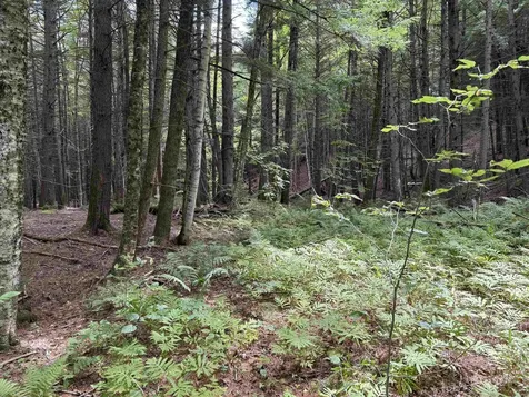 0 Hoey Road Cavendish VT 05142