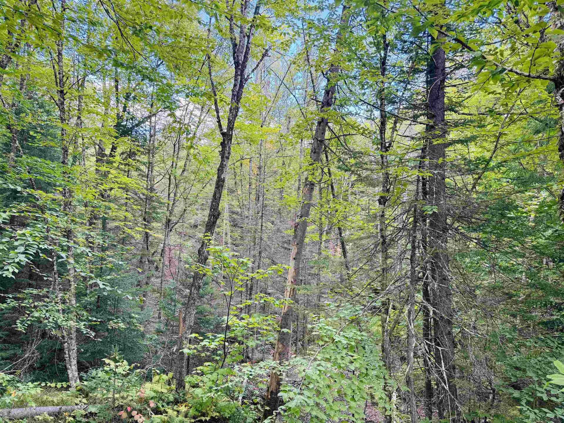 1352 Mud Hollow Road Kirby VT 05824