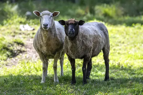 68 Flatow Road Ludlow VT 05149