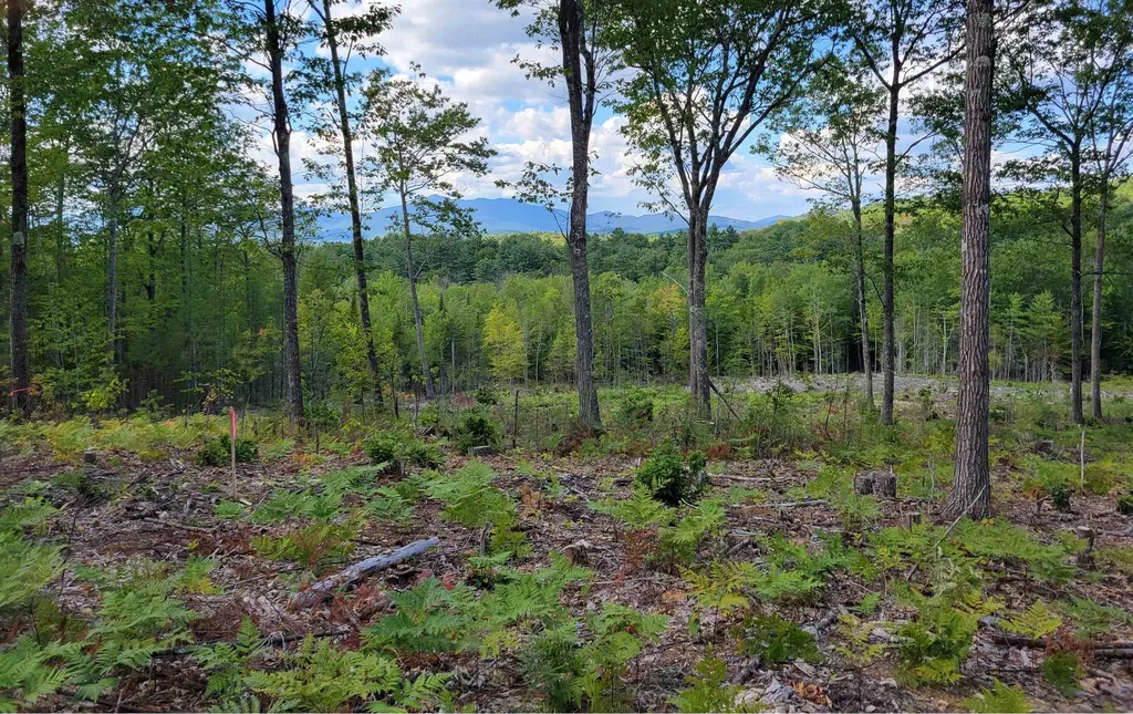 238-1-1.3 Maple Grove Road Madison NH 03849