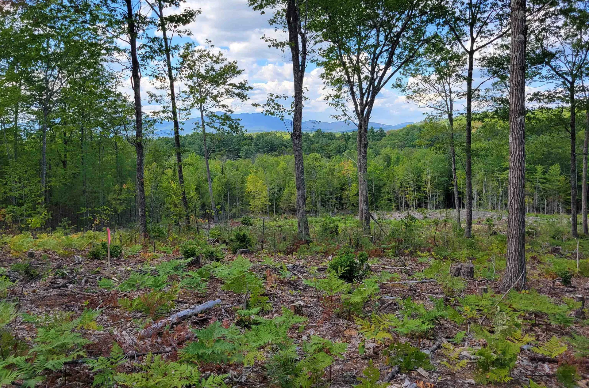 238-1-1.3 Maple Grove Road Madison NH 03849