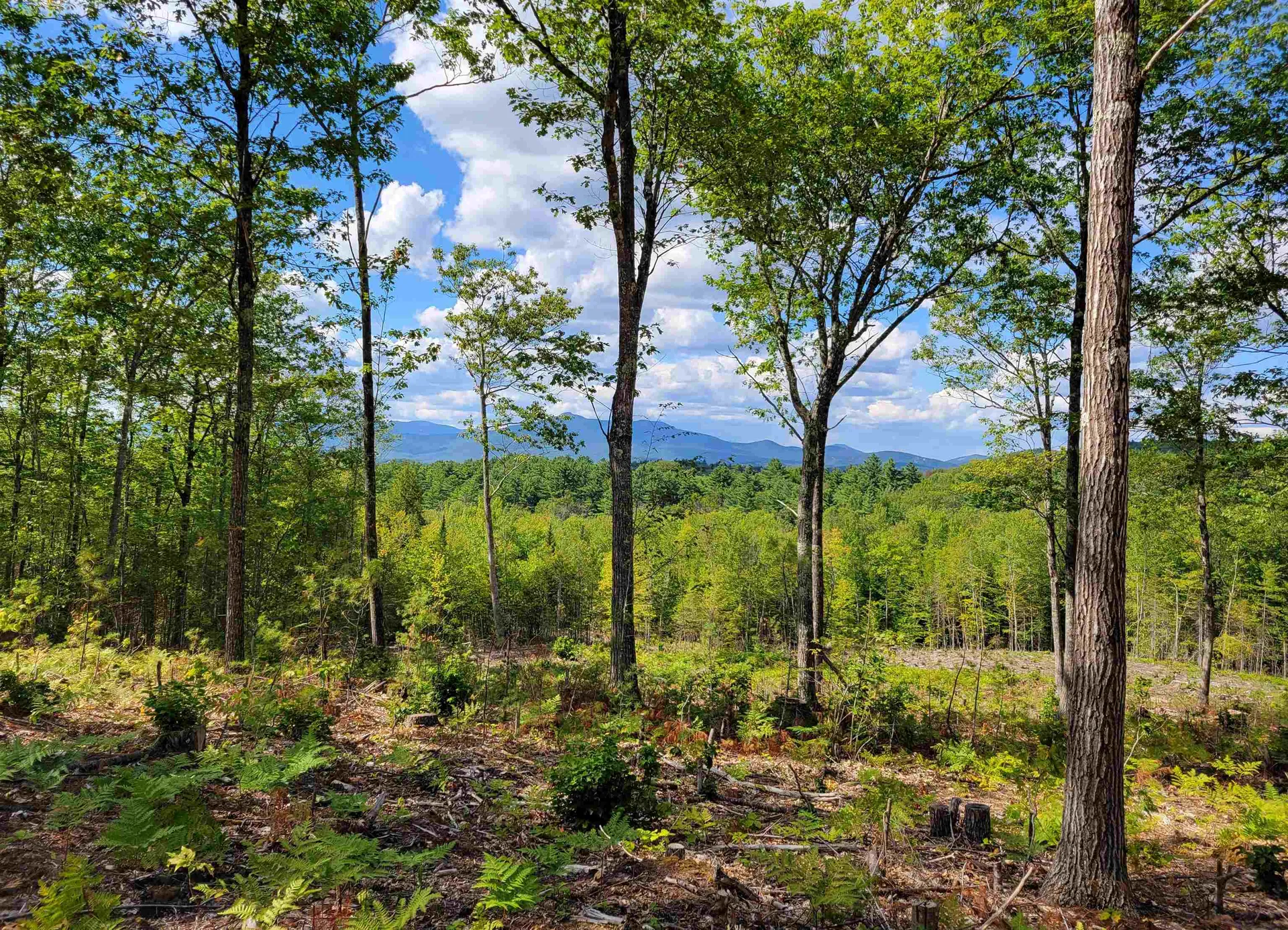 238-1-1.3 Maple Grove Road Madison NH 03849