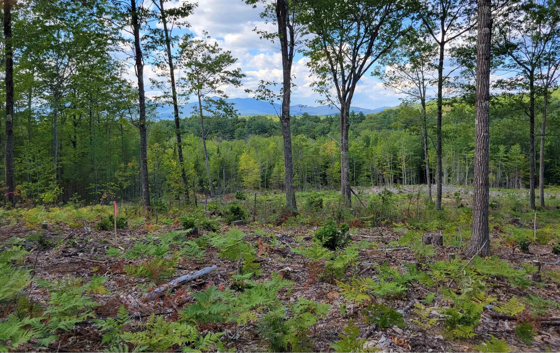 238-1-1.3 Maple Grove Road Madison NH 03849