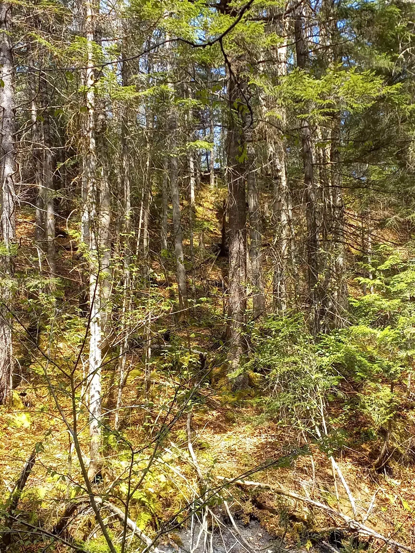 - Harry's Way Colebrook NH 03576