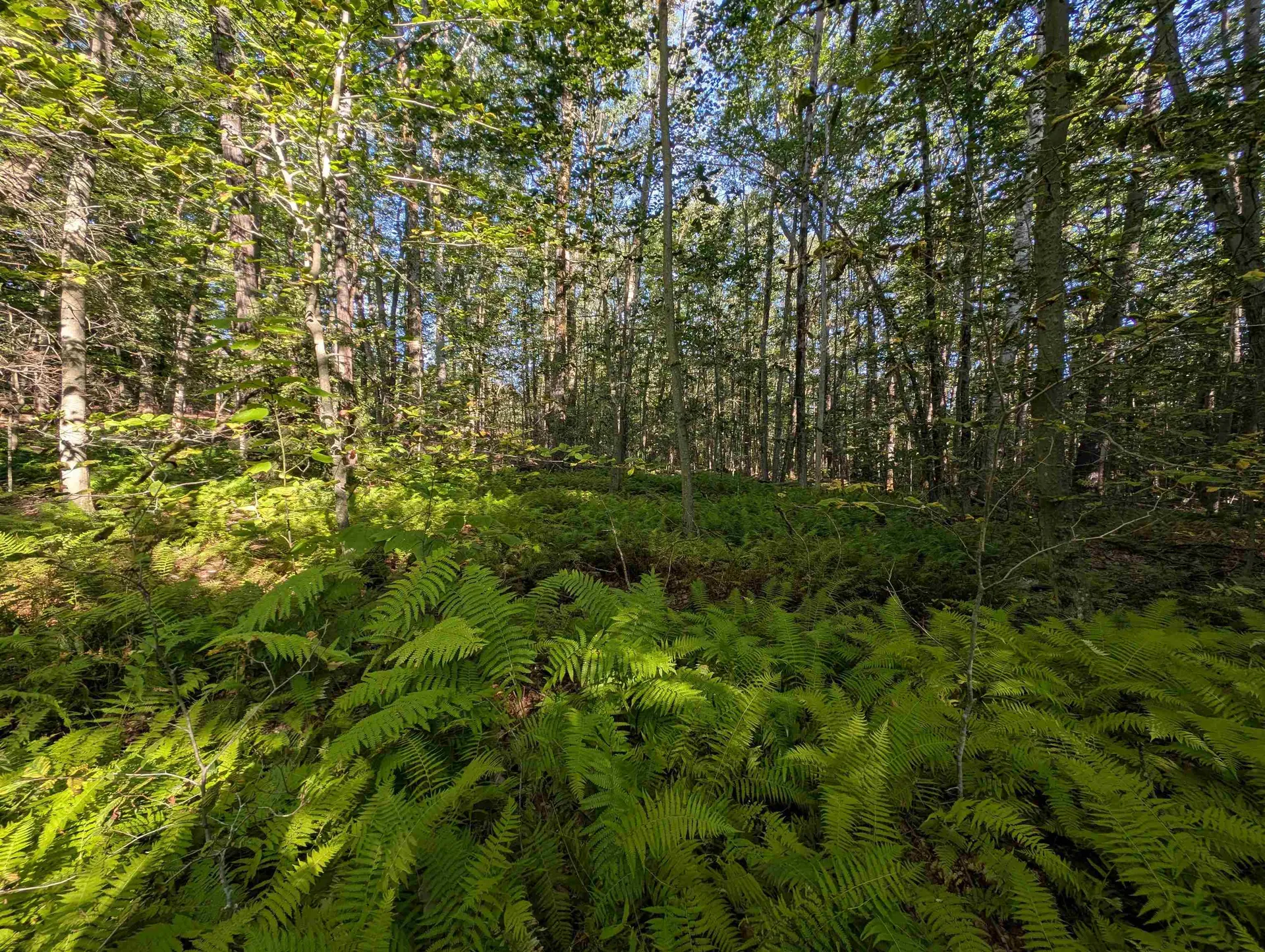 008-043-001 School House Road Francestown NH 03043