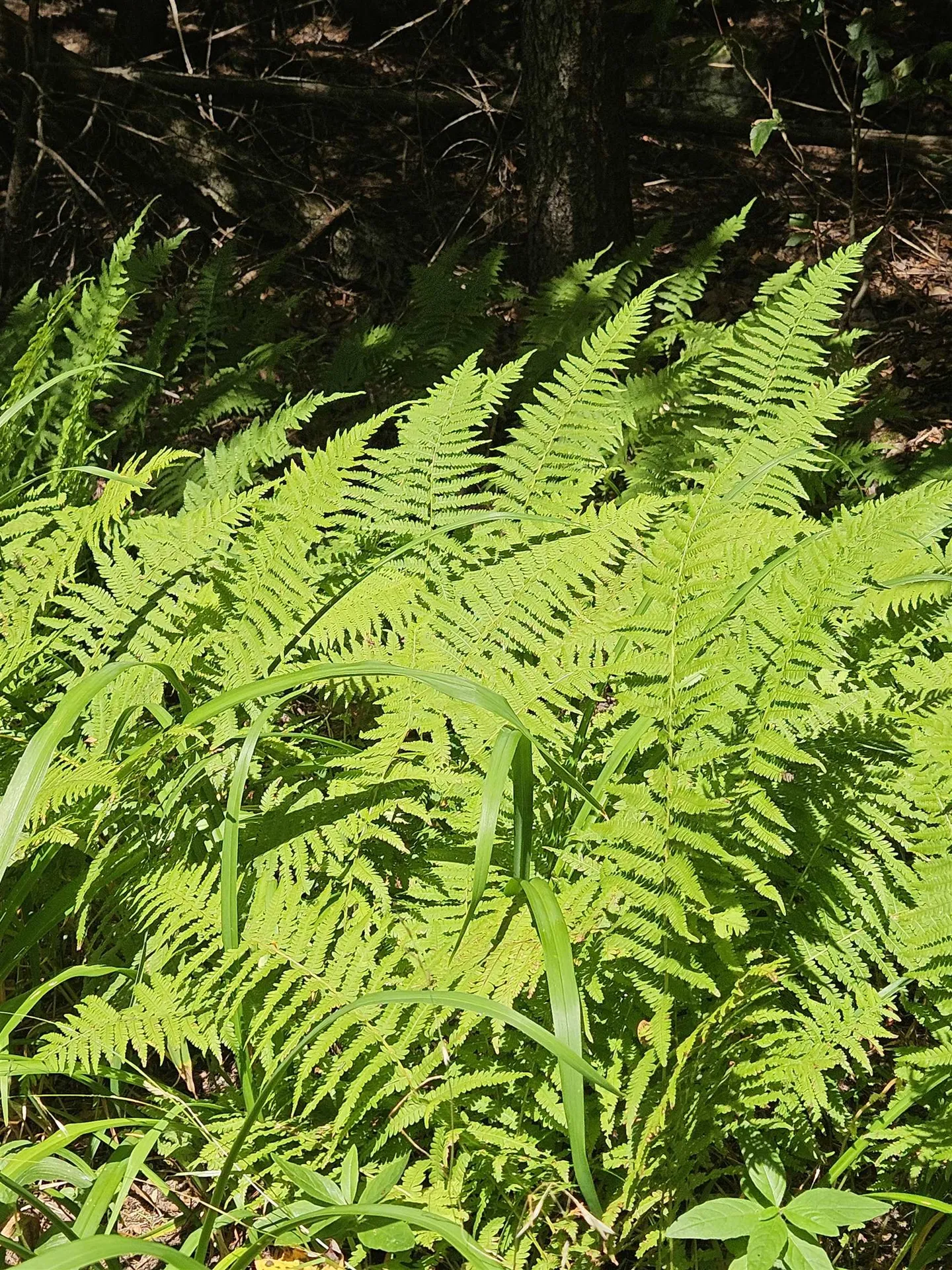 27 Country Court Wilmington VT 05363