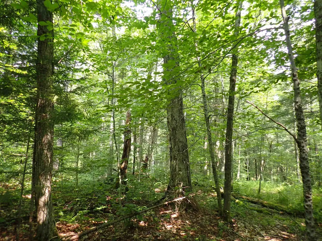 0 Bog Road Belvidere VT 05442