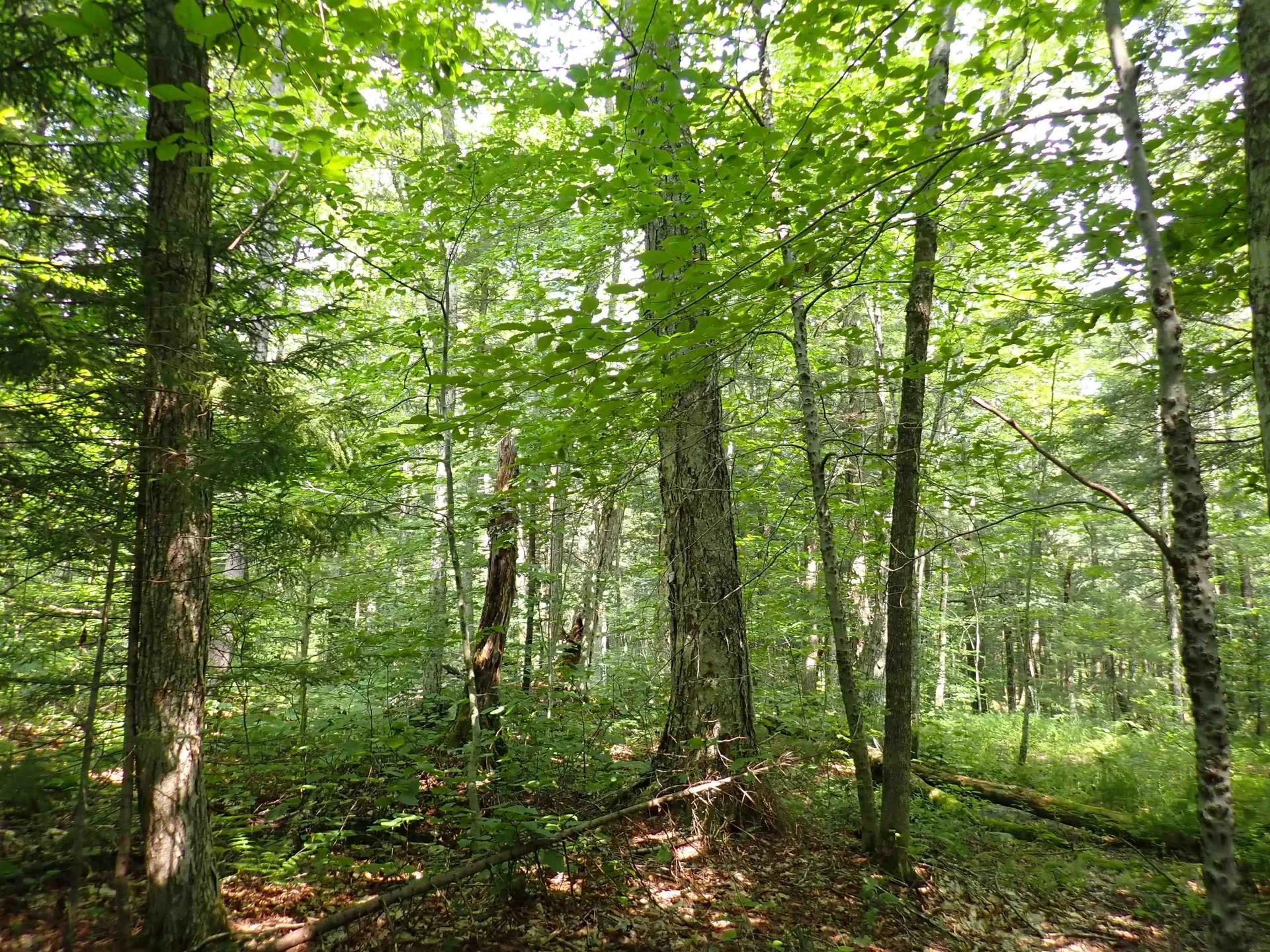 0 Bog Road Belvidere VT 05442