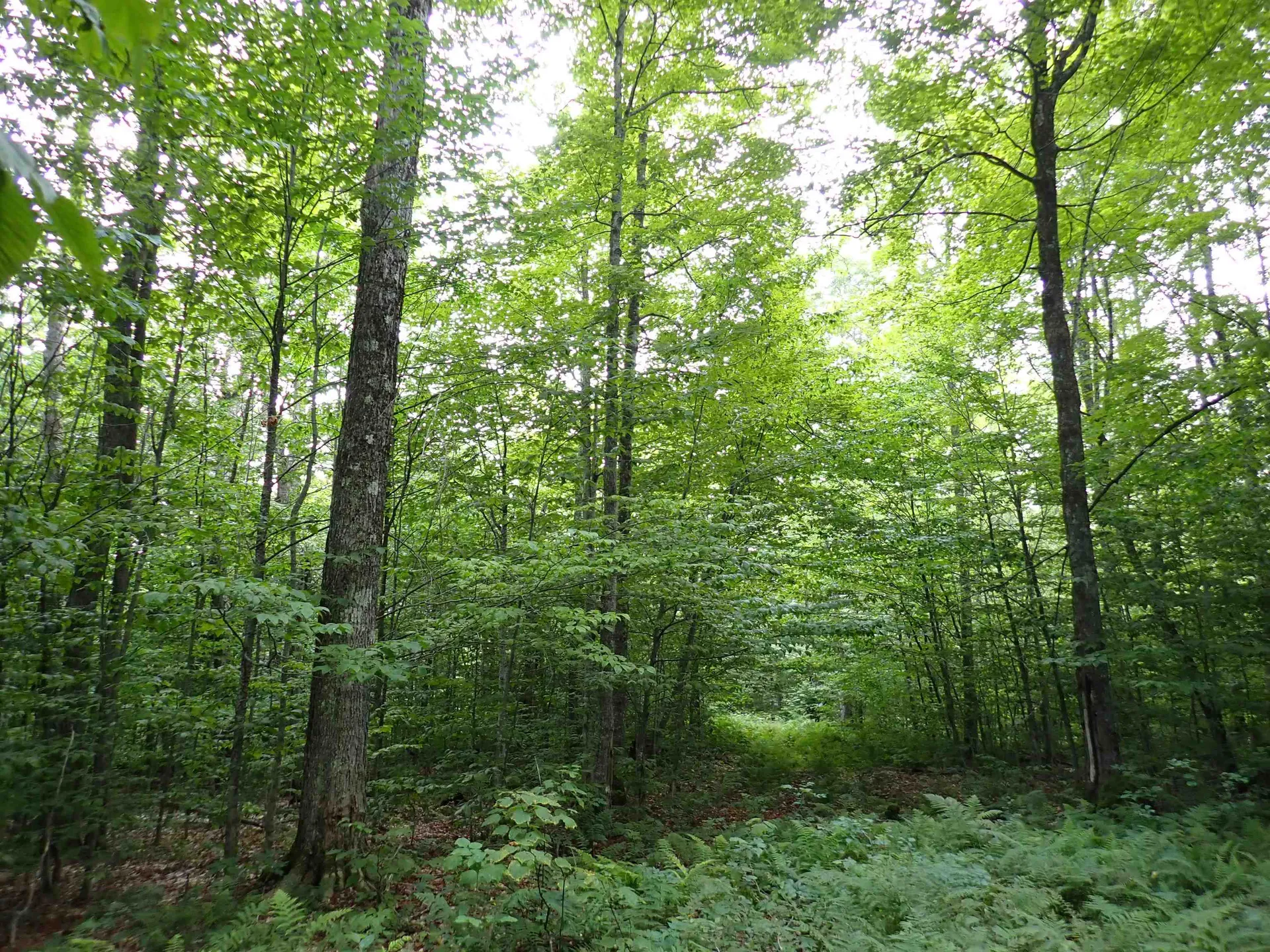 0 Bog Road Belvidere VT 05442