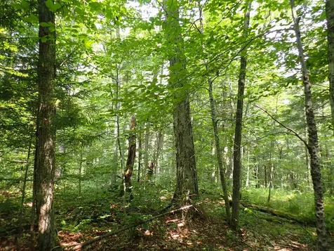 0 Bog Road Belvidere VT 05442